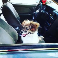 Lost Male Dog last seen Riverside dr by lias chicken, Fort Worth, TX 76111