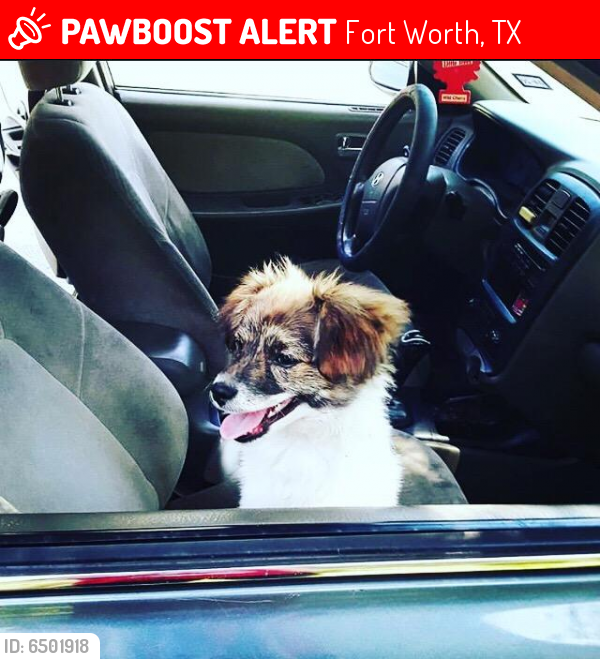 Lost Male Dog last seen Riverside dr by lias chicken, Fort Worth, TX 76111
