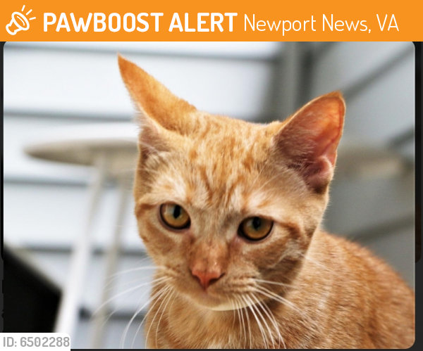 Found/Stray Male Cat last seen Settlers Rd in James Landing off Hiden Blvd, Newport News, VA 23606
