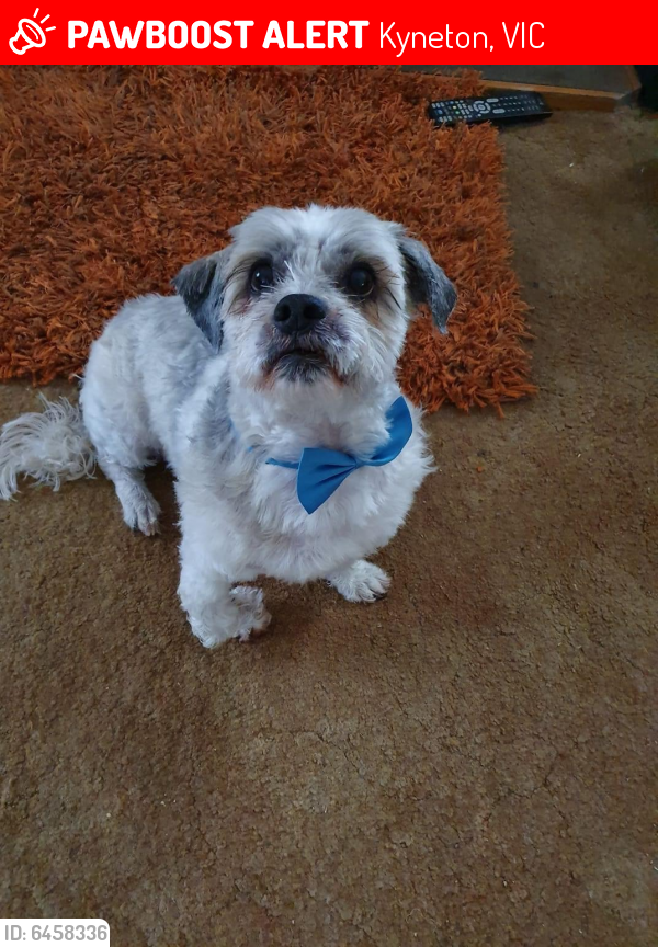 Lost Male Dog last seen Orr street, Kyneton, VIC 3444