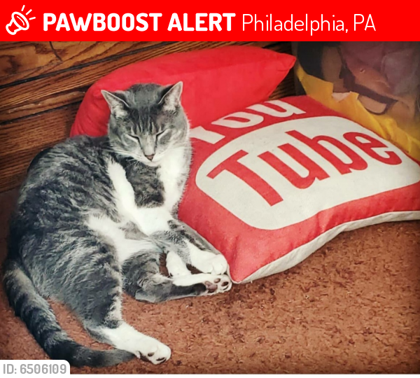 Lost Male Cat last seen Whitaker and Garland , Philadelphia, PA 19124