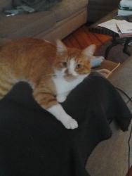 Lost Male Cat last seen Court & S. Lakeview / Highland & Oak Hills Pkwy, near Hilltop Arboretum , Baton Rouge, LA 70810