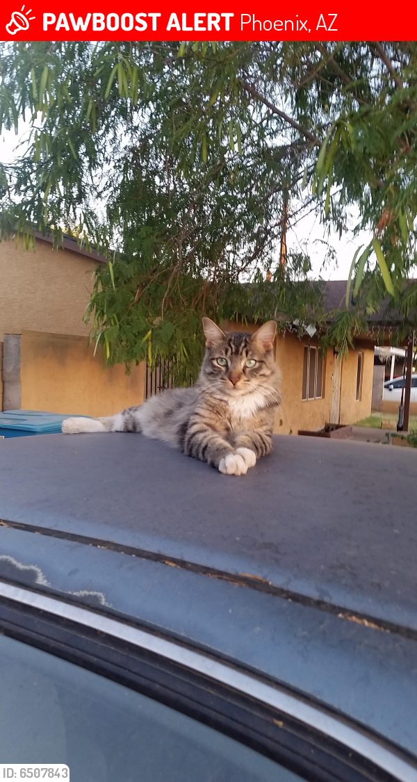 Lost Male Cat last seen 22nd drive and missouri, Phoenix, AZ 85015