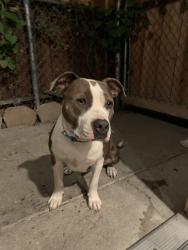 Reunited Female Dog last seen White and Mt Vista, San Jose, CA 95127
