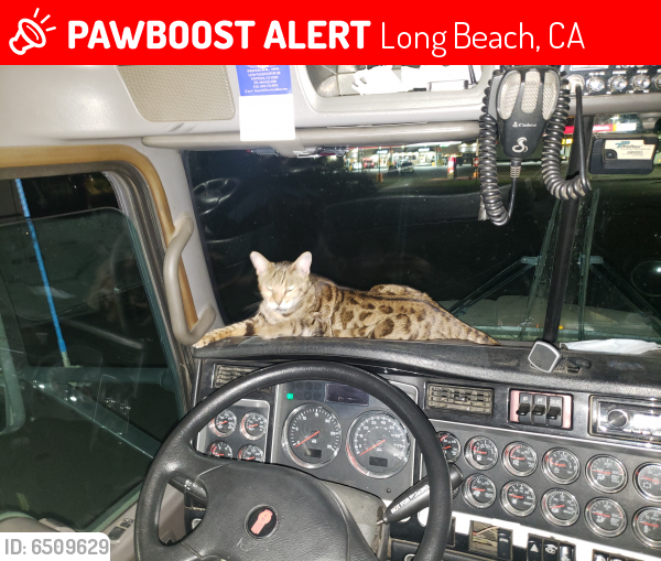 Lost Female Cat in Long Beach, CA 90822 Named Suri (ID 6509629) PawBoost