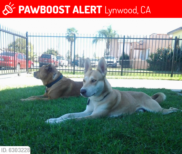 Lost Male Dog last seen Atlantic & carlin, Lynwood, CA 90262