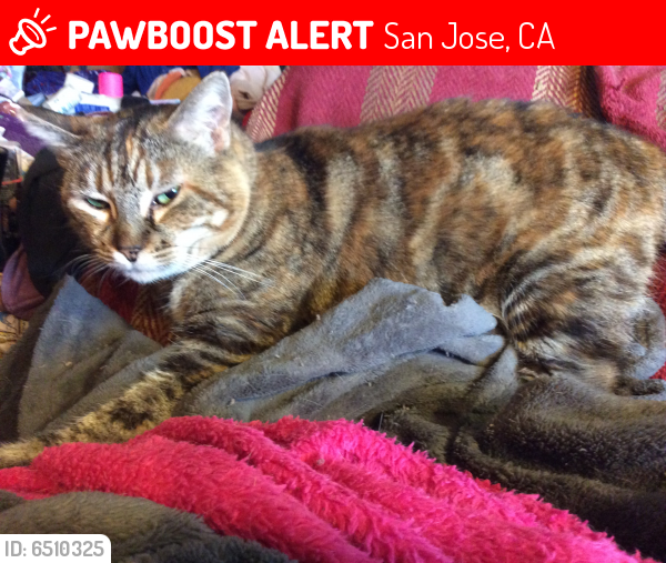 Lost Female Cat last seen Oakbrook Circle and Fairway Glen 95129, San Jose, CA 95139