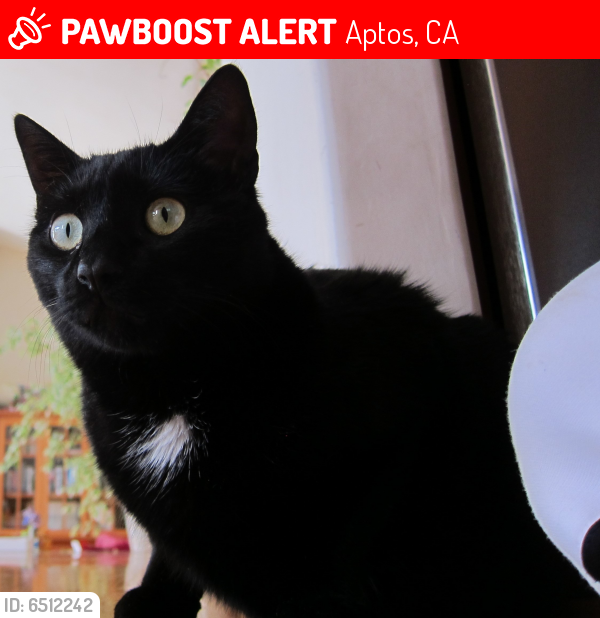 Lost Male Cat last seen Seacliff Drive and Middlefield Drive, Aptos, CA 95003