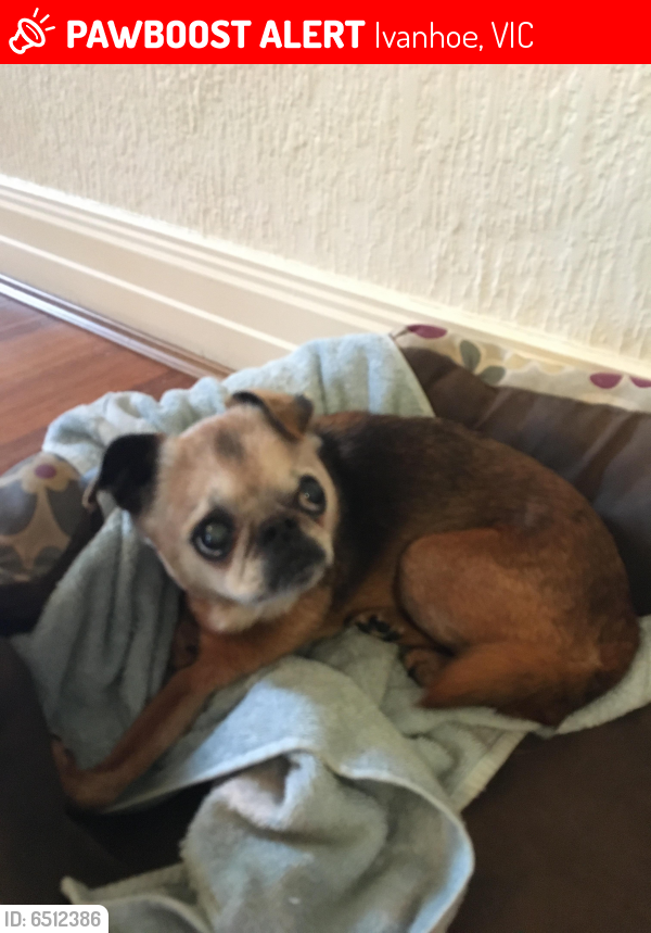 Lost Male Dog last seen Clark road, Ivanhoe, Ivanhoe, VIC 3079