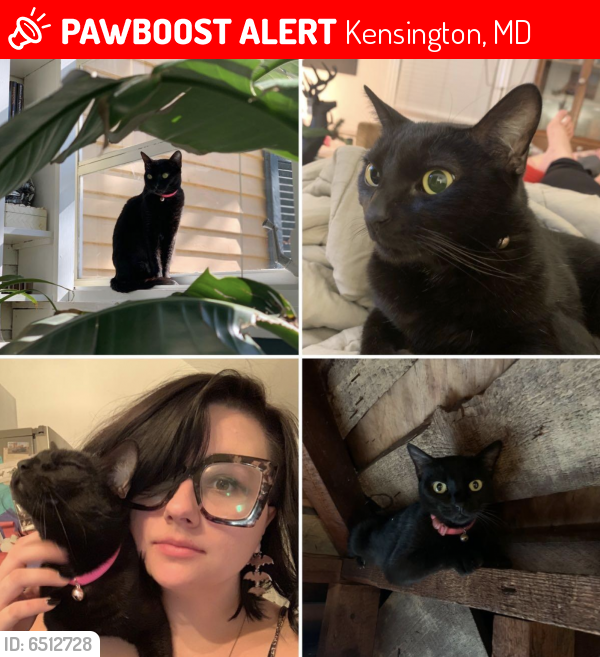 Lost Female Cat last seen Armory Ave and Baltimore Rd, Kensington, MD 20895
