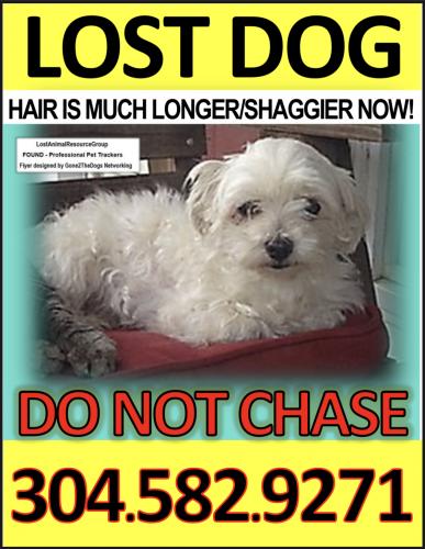 Lost Male Dog last seen Near Persimmon Lane Shepardstown WV 25443, Shepherdstown, WV 25443