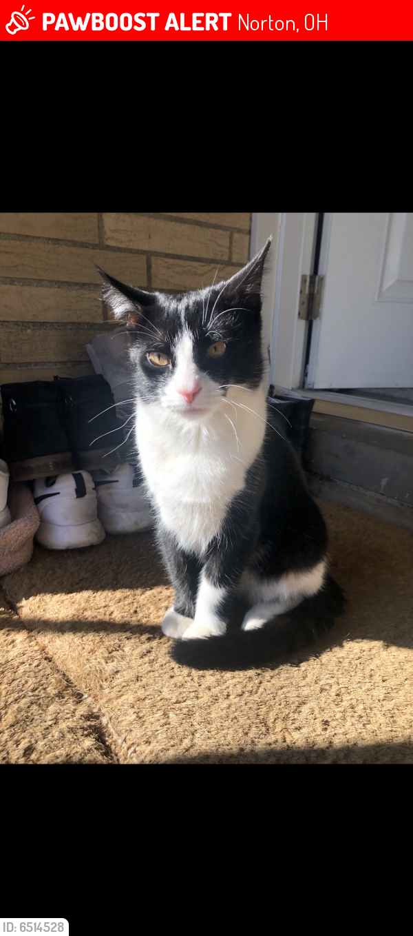 Lost Male Cat last seen Medina line and wadsworth road, Norton, OH 44203