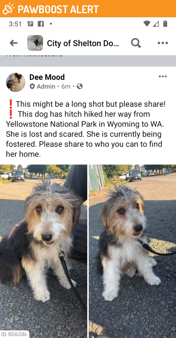 Yellowstone National Park, WY Stray Dog Found Near Yellowstone PawBoost