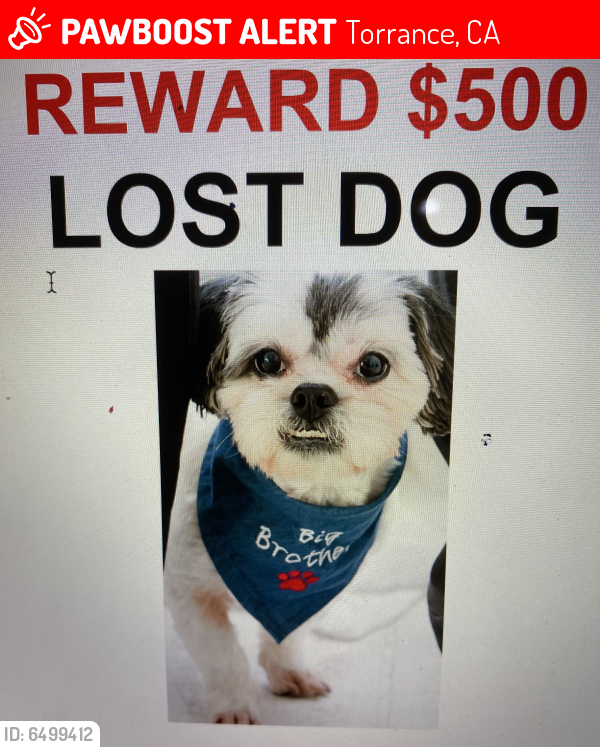 Lost Male Dog last seen 228th/Madison Street , Torrance, CA 90505