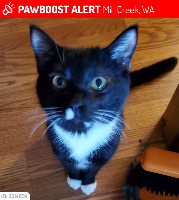 Lost Female Cat In Mill Creek Wa 98012 Named Theo Id 6514834 Pawboost