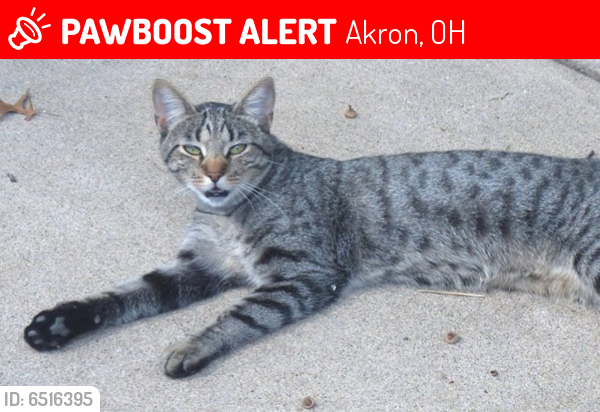 Lost Female Cat last seen Near Byers Ave, Akron, OH 44302