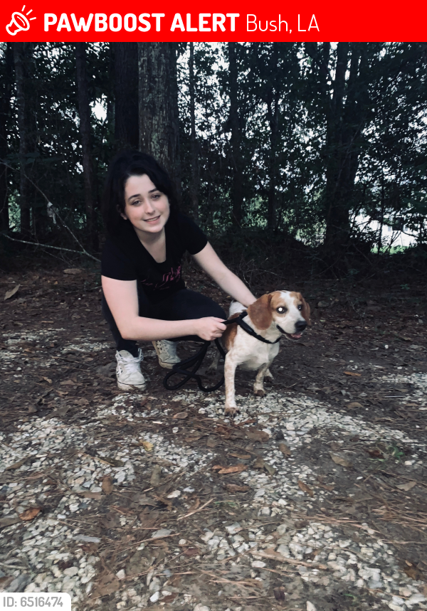 Lost Male Dog in Bush, LA 70431 Named Cody (ID 6516474) PawBoost