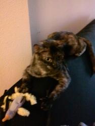 Lost Female Cat last seen Near Ardenwood Way, Lake Elsinore, CA 92532