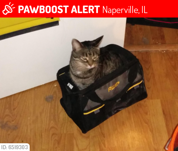 Lost Female Cat last seen 87th and Plainfield naper, Naperville, IL 60564