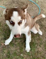 Reunited Female Dog last seen Liberty Hills Park, Thornton, CO, Thornton, CO 80229