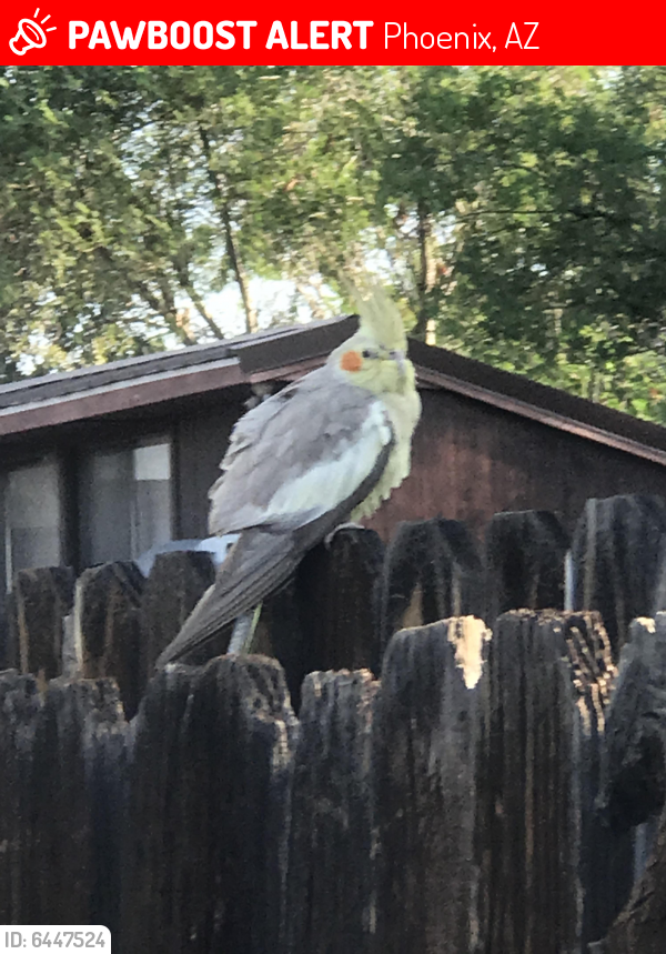 Lost Male Bird last seen 32nd and roosevelt, Phoenix, AZ 85008