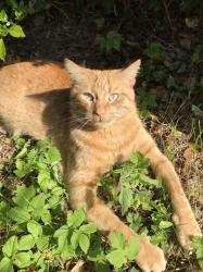 Lost Male Cat last seen Dunlady Manor, Dundonald, Castlereagh, Northern Ireland BT16