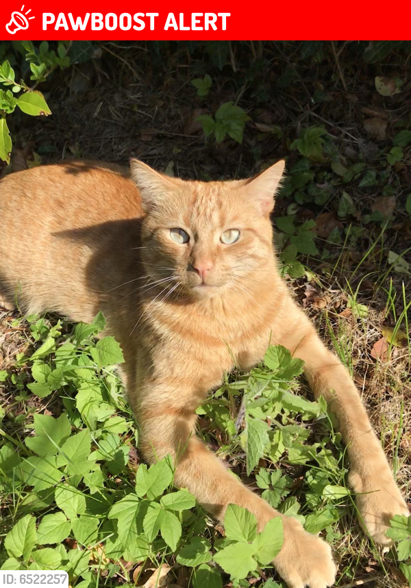 Lost Male Cat last seen Dunlady Manor, Dundonald, Castlereagh, Northern Ireland BT16