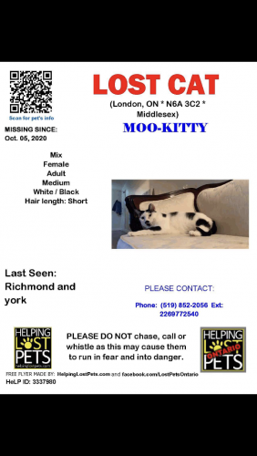 Lost Female Cat last seen Richmond St. and York St. London, Ontario, London, ON N6A 3C2
