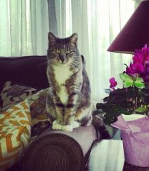 Lost Male Cat last seen North Brighton Townhomes - N Brighton Ave & NE 37th St, Kansas City, MO 64117