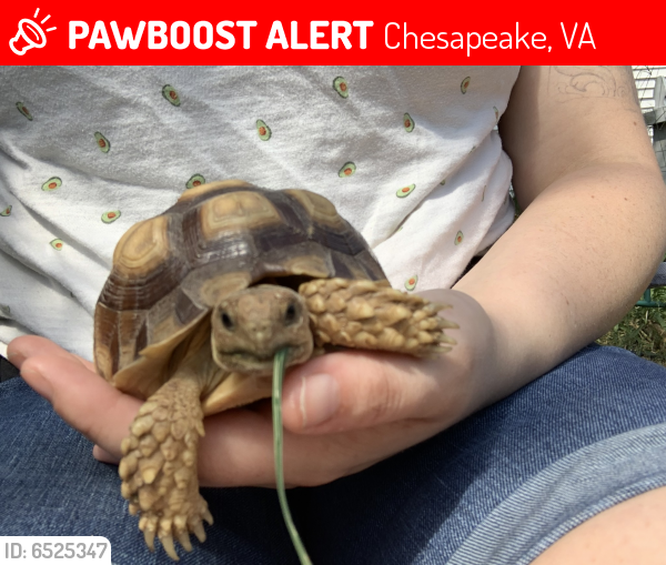 Lost Unknown Reptile last seen Haywood Ave/Virginia Ave, Chesapeake, VA 23324