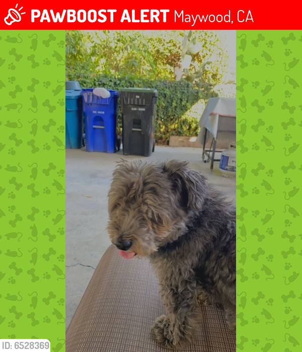 Lost Male Dog last seen Maywood Ave & 54 street, Maywood, CA 90270