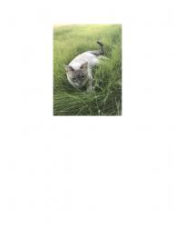 Lost Female Cat last seen Deerwood Trl, Killeen, TX 76542