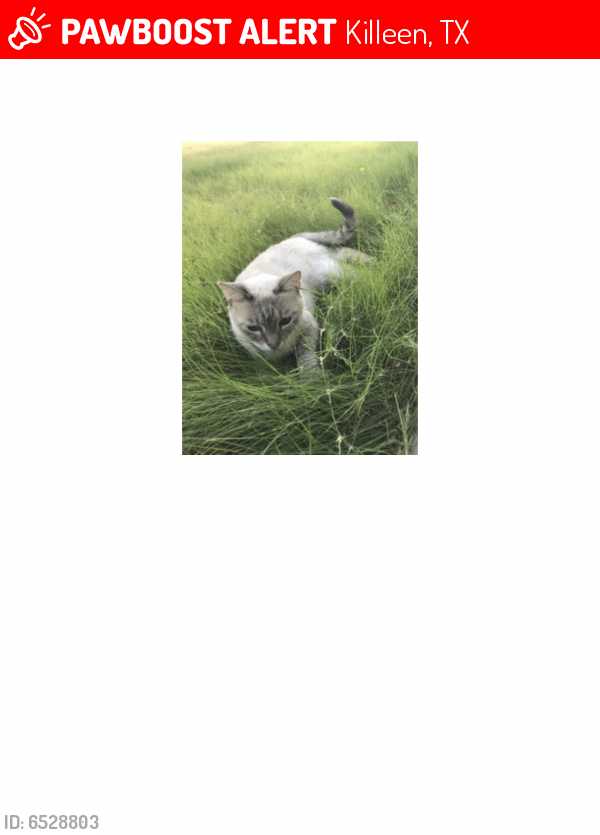 Lost Female Cat last seen Deerwood Trl, Killeen, TX 76542