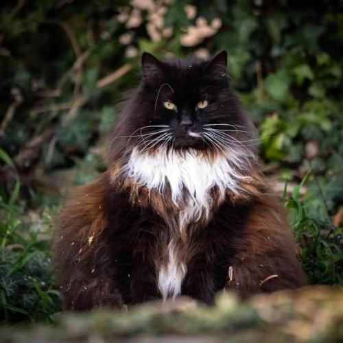 Lost Male Cat last seen Stockton on the Forest, York, Stockton on the Forest, England YO32 9UJ