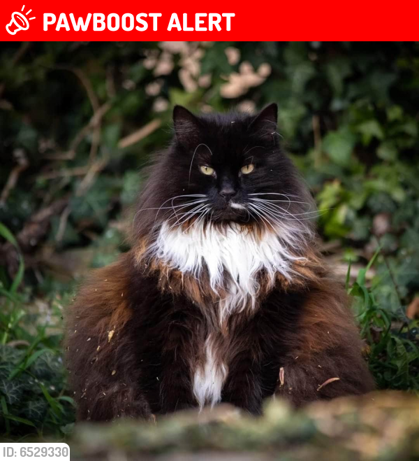 Lost Male Cat last seen Stockton on the Forest, York, Stockton on the Forest, England YO32 9UJ