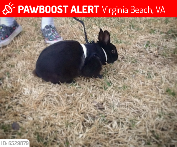 Lost Male Rabbit last seen Wingate Way Virginia Beach, Virginia Beach, VA 23464