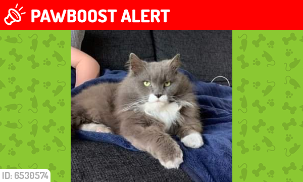 Lost Male Cat last seen Near Cemetery , Williamstown North, VIC 3016