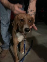 Reunited Female Dog last seen Gumbranch, Jacksonville, NC 28540