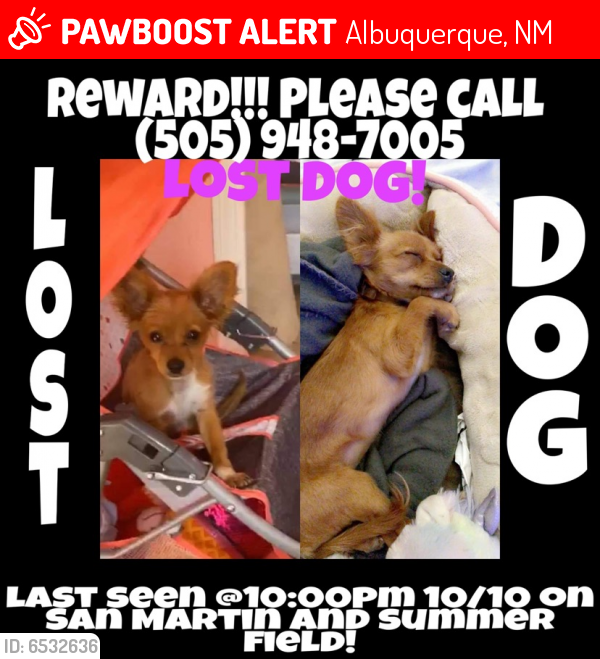 Lost Female Dog last seen Unser y Gibson , Albuquerque, NM 87105
