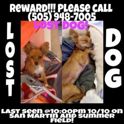 Lost Female Dog last seen Unser y Gibson , Albuquerque, NM 87105