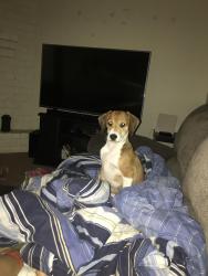 Reunited Female Dog last seen Logan St behind Del Mar on Staples, Corpus Christi, TX 78401