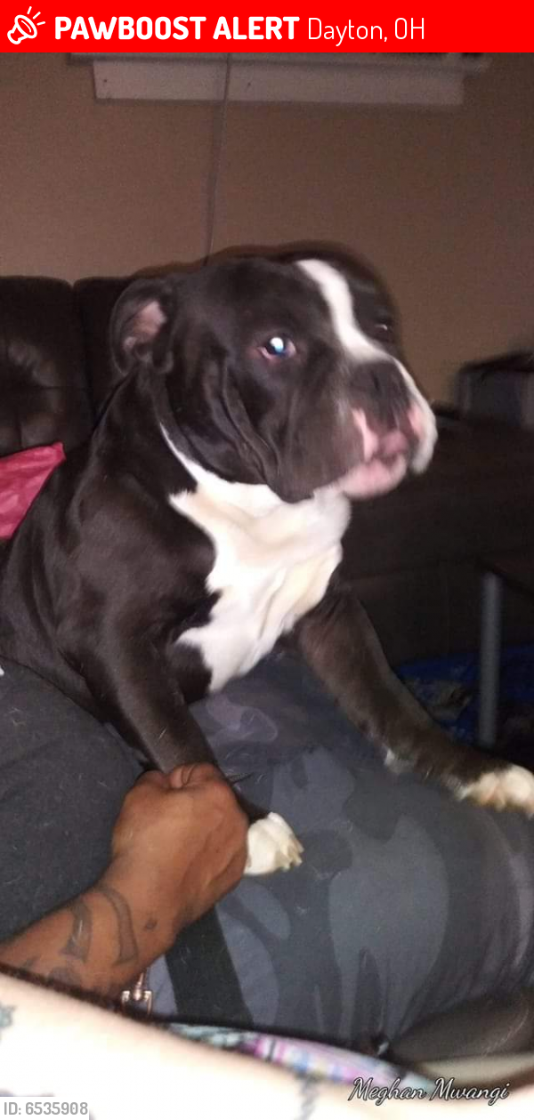Lost Male Dog last seen Riverview and Broadway, Dayton, OH 45402