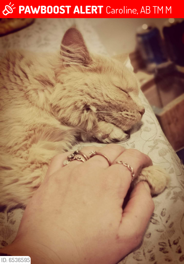 Lost Female Cat last seen Alberta 54 caroline, AB, Caroline, AB T0M 0M0