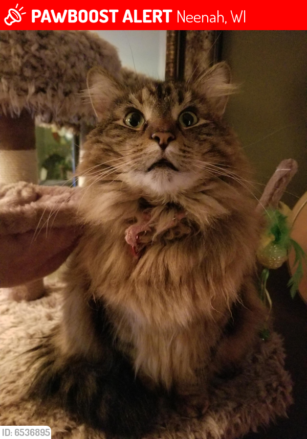 Lost Female Cat last seen Commercial and Henry st., Neenah, WI 54956