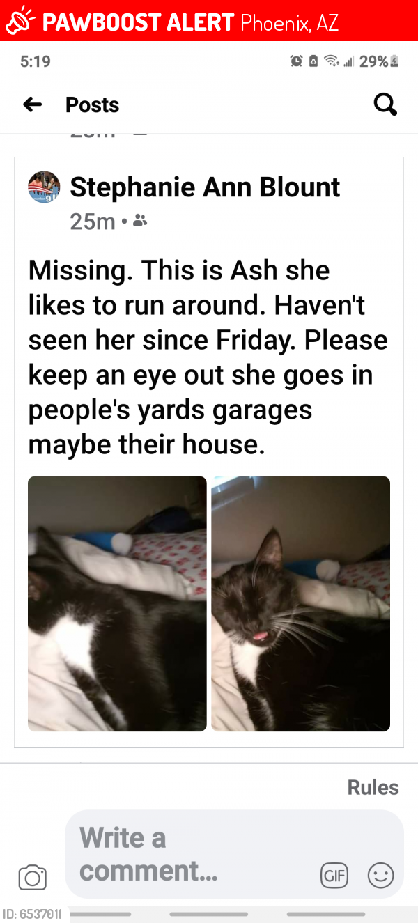 Lost Female Cat last seen Baseline Rd and 7th Ave , Phoenix, AZ 85041