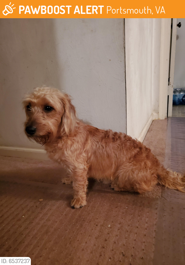 Found/Stray Male Dog last seen Cavalier Blvd & Greenwood Dr in the back of 7-11, Portsmouth, VA 23701