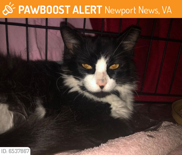 Found/Stray Female Cat last seen Denbigh Blvd. and Jefferson Avenue, Newport News, VA 23608