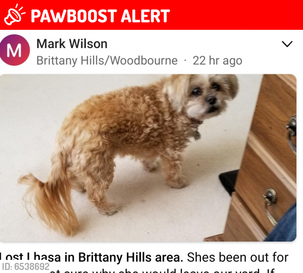 Lost Female Dog last seen Brittany hills & Rahn, Woodbourne-Hyde Park, OH 45459