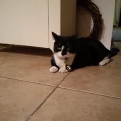 Lost Male Cat last seen 14th Ave & W Wickieup Lane, Phoenix, AZ 85027