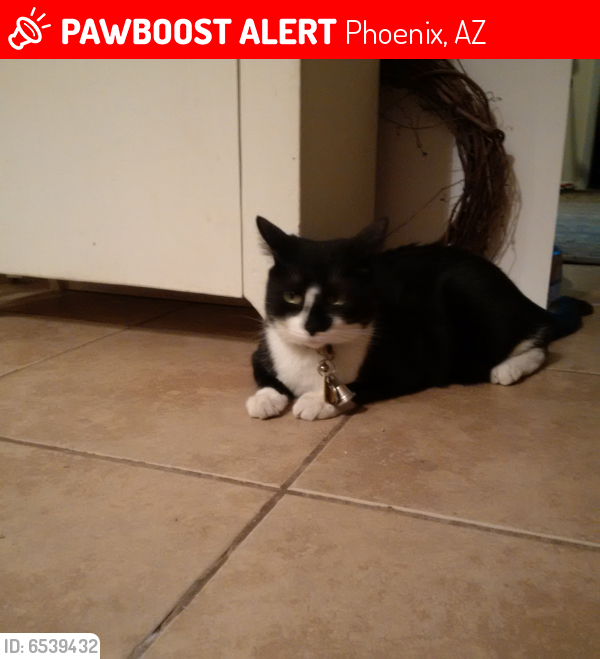 Lost Male Cat last seen 14th Ave & W Wickieup Lane, Phoenix, AZ 85027